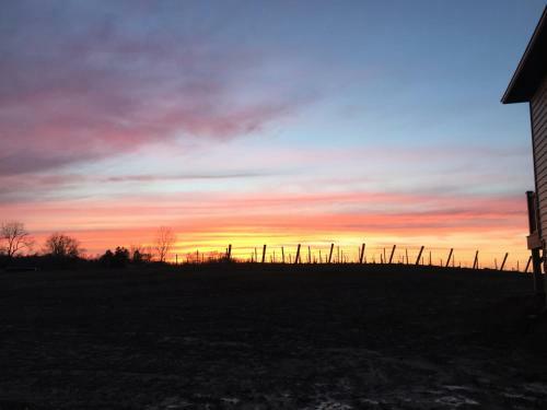 Lodge Vineyard Woods