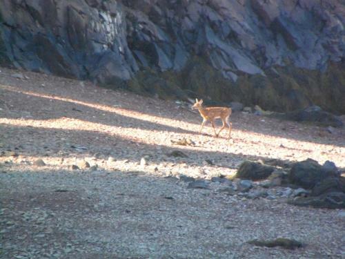 Redclyffe Shore Motor Inn