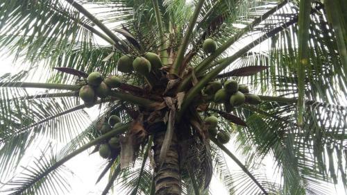 Coconut Homestay