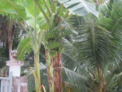 Coconut Homestay