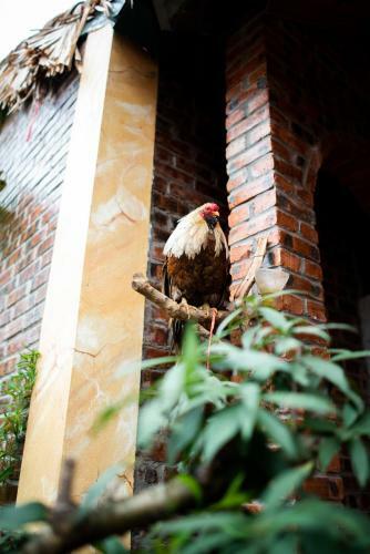 Ninh Binh Palm Homestay
