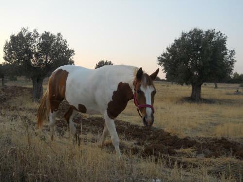 Agroturismo Masseria Cielogreco