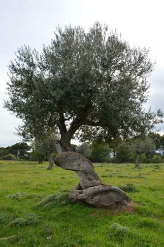 Agroturismo Masseria Cielogreco