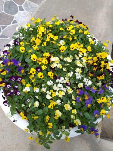 Song Nguyen Homestay - ?� L?t
