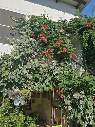 Hostal Magnoliia