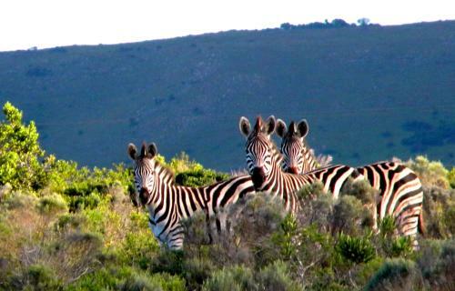 Elshaddai Game Lodge