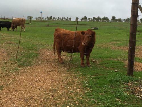Hostal Die Hut