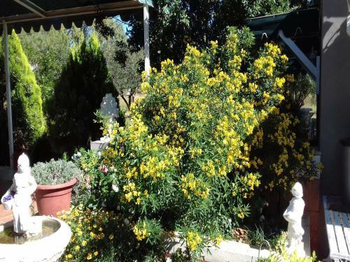 Hostal Jasmine Cottage