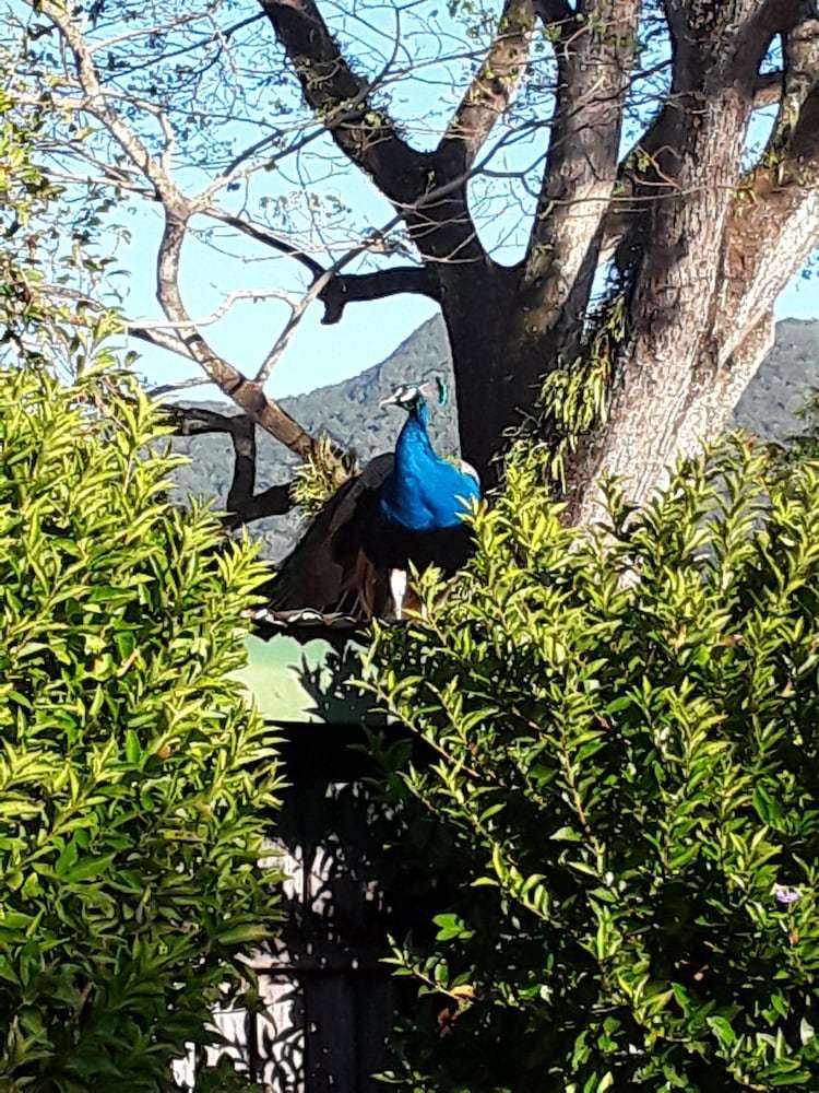 Bed & Breakfast The Peacocks Nest