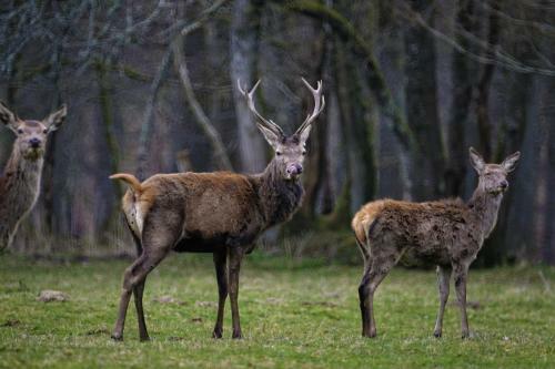 La Biche De Forterre