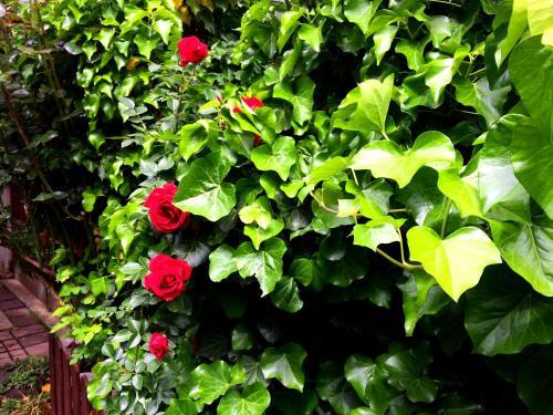 Hostal Eszterhazy Guesthouse