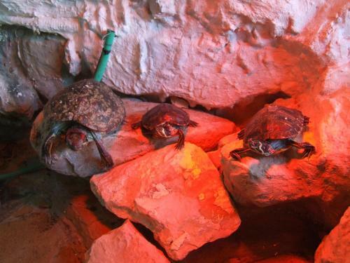 Bed & Breakfast Pollushof Panzi� �s �tterem
