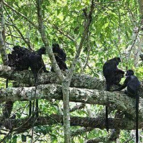 Tereng Wilis Jungle Inn