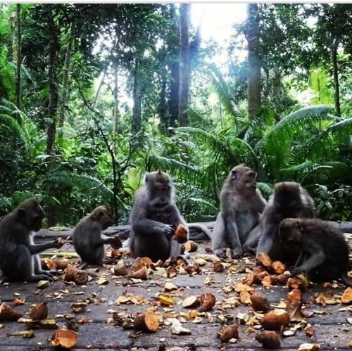 Adventure Homestay Meru Betiri