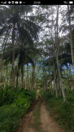 Adventure Homestay Meru Betiri