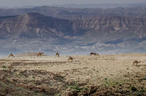 Desert Picture