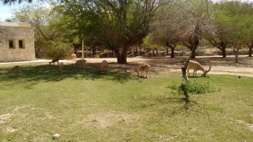 Lodge Shoshanat Hamidbar