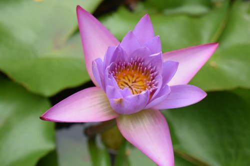 Hotel Our Native Village