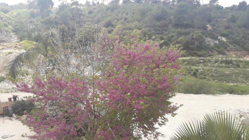 Lodge Sawsan's Suites