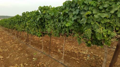 Lodge Beit Haner Moshav Dor