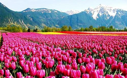 Hotel Island Pahalgam