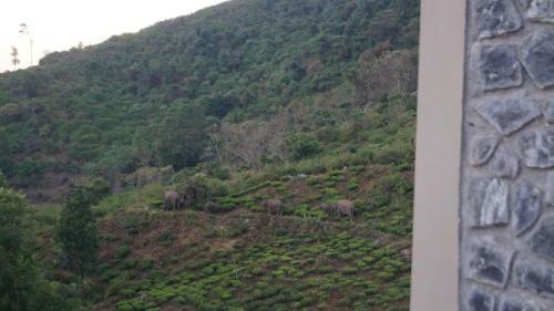 Hotel Mammoth's Cliff Jungle Resort Masinagudi