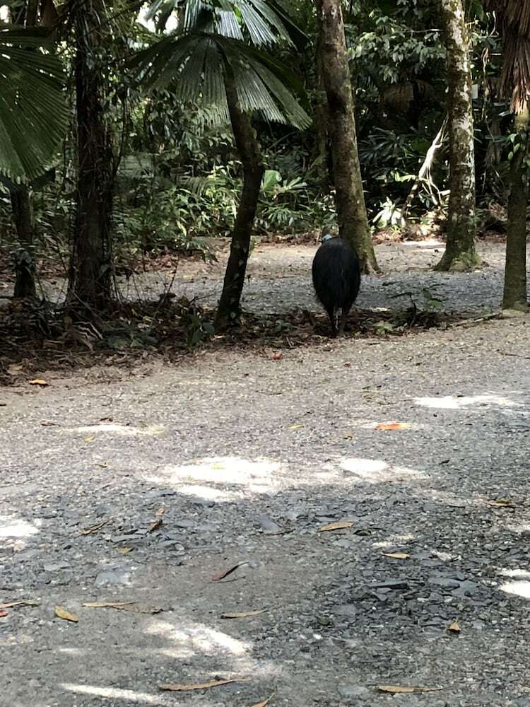 Hotel Daintree Wilderness Lodge