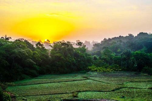 Gowdahalli Forest - Sakleshpur