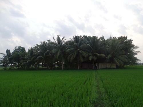 Hostal Paddy Homestay