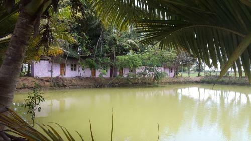Hostal Paddy Homestay