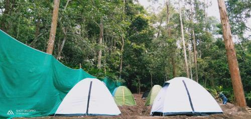 Bed & Breakfast Munnar Jungle Camp
