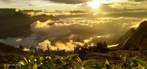 Bed & Breakfast Munnar Jungle Camp