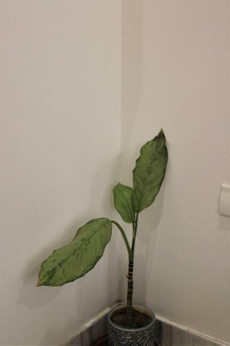 Apartamento Raas Vrindavan