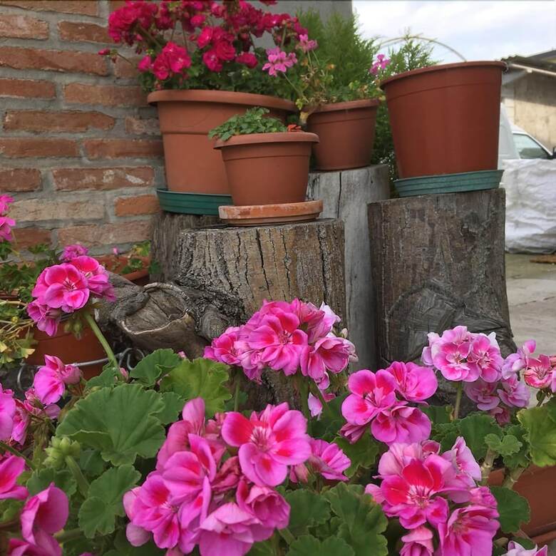 Bed & Breakfast Le Rondini