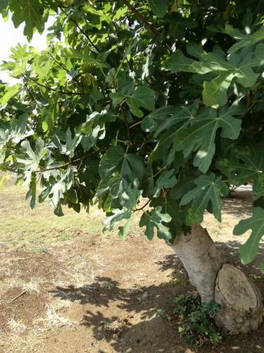 Bed & Breakfast Casale Ferro