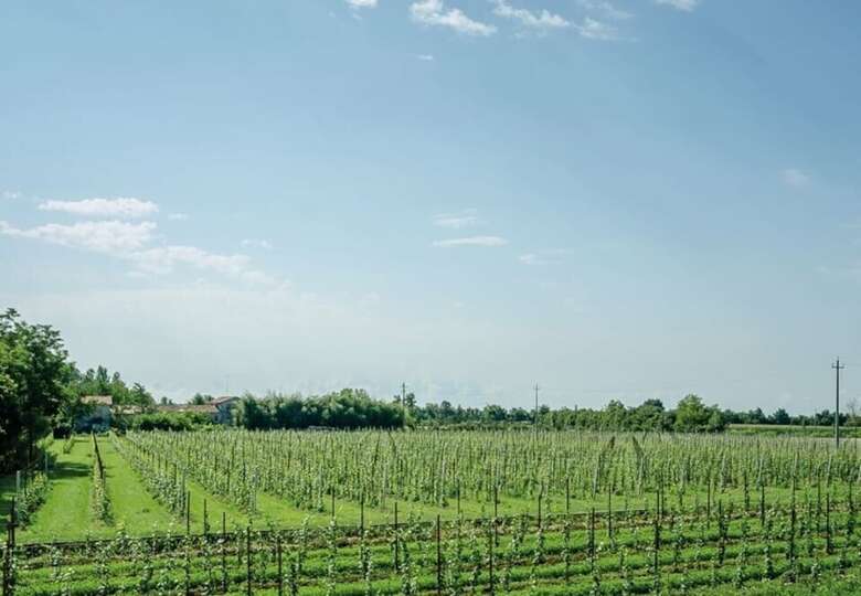 Agroturismo Alloggi Agrituristici Le Vignole