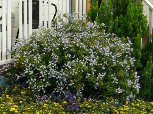 Bed & Breakfast Avoca Cottages