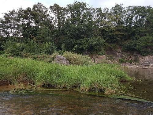Mango Forest Pension