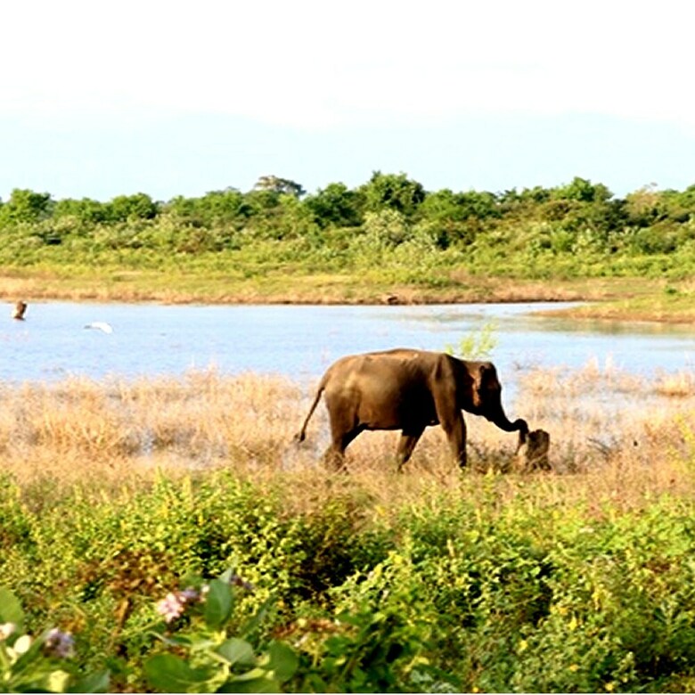 Dev's Campground - Tented Safari