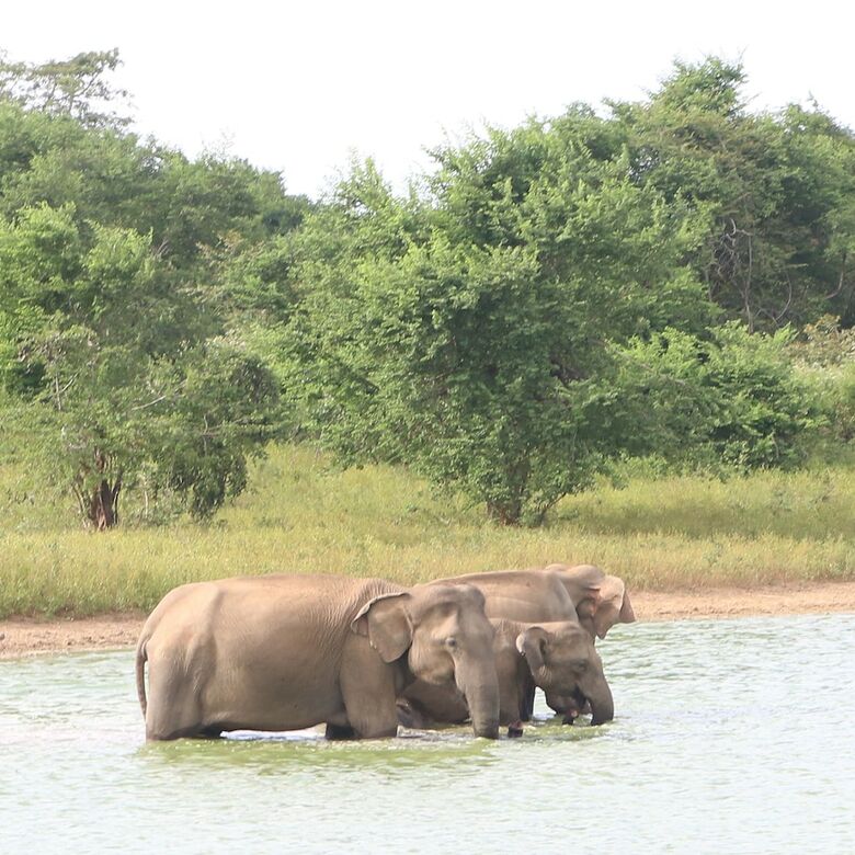 Dev's Campground - Tented Safari