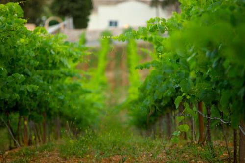 Agroturismo Quinta Dos Vales Wine Estate