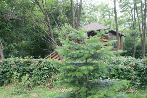 Porumbacu Treehouse