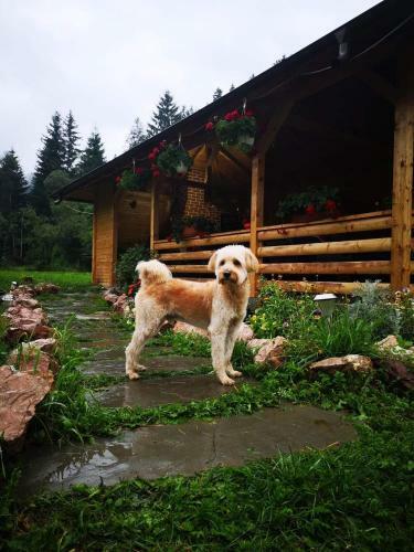 Hostal Casa Pancu