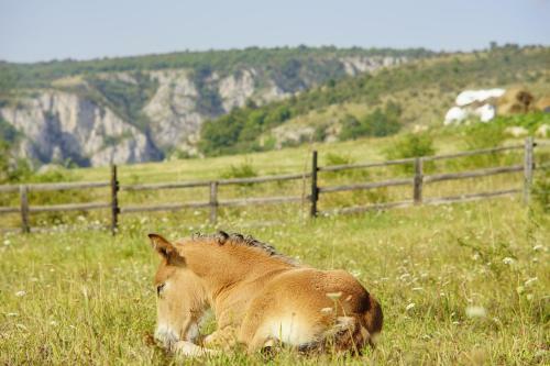 Agroturismo Pensiunea Cheile Apusenilor