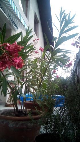 Hostal 3 Platana