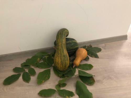 Apartman Kutak