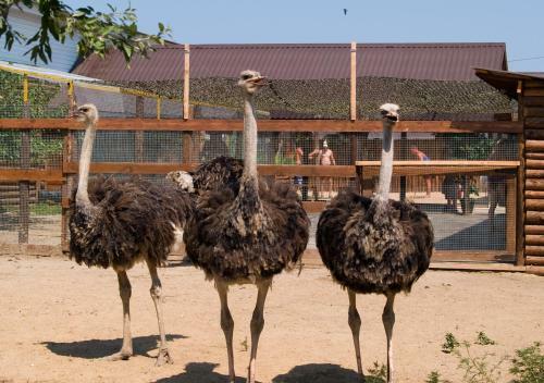 Hotel Tizdar Family Resort & Spa
