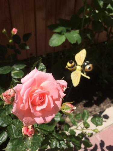 Hostal Guest House Bee