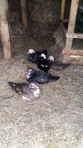 Agroturismo Farm Stay