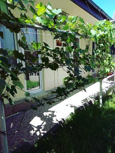 Hostal Mont